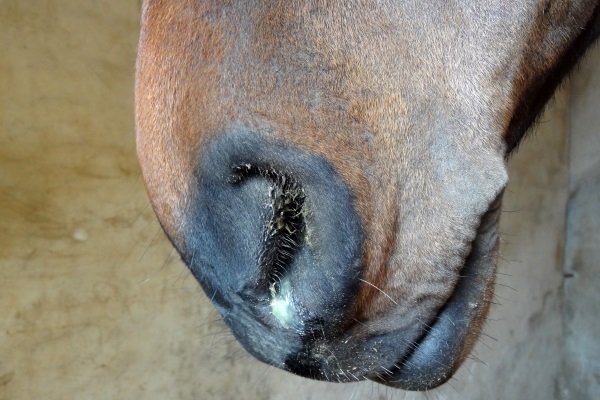 Обзор болезней лошадей