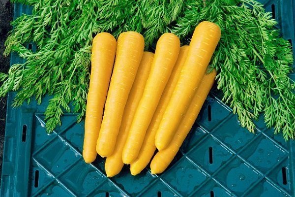 Обзор желтой моркови и правила её выращивания