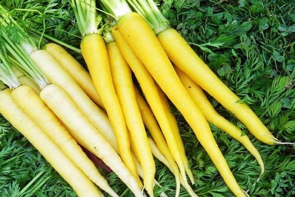 Обзор желтой моркови и правил ее выращивания