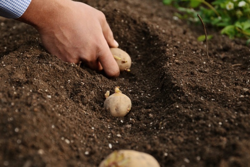 Немец рассказал трюк, как увеличивают урожай картофеля