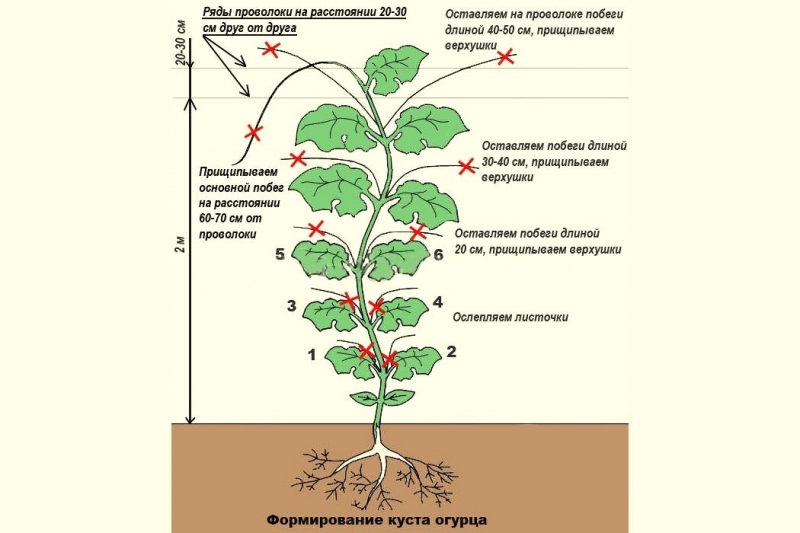 Огурцы сорта Нежинский: как правильно выращивать и собирать урожай?
