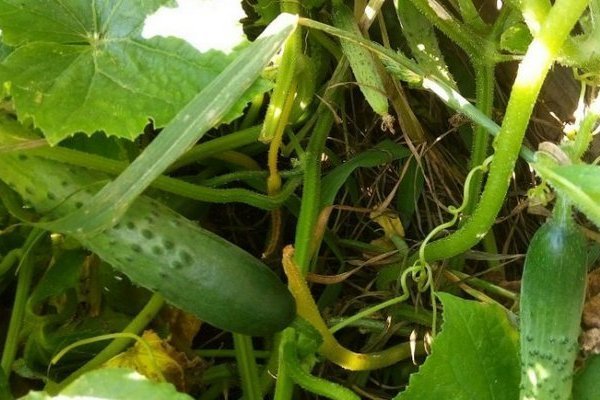 Зозуля огурцы: как вырастить и собрать хороший урожай?