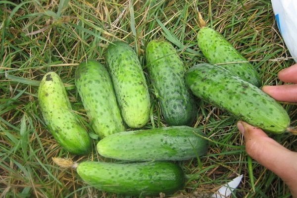Cucumber Finger - высокорослый сорт с гибридными свойствами