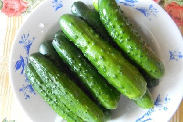 Cucumber Finger - высокорослый сорт с гибридными свойствами