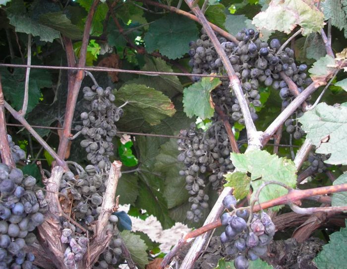 Мучнистая роса на винограде