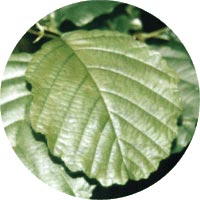 Ольха - описание и фото дерева, листьев, шишек
