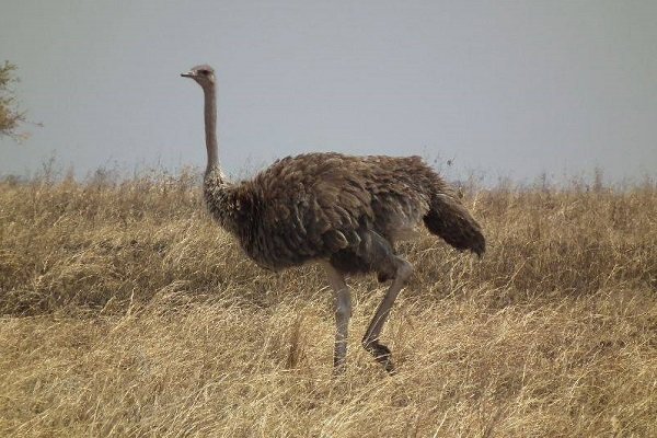 Описание африканского страуса: внешний вид и образ жизни