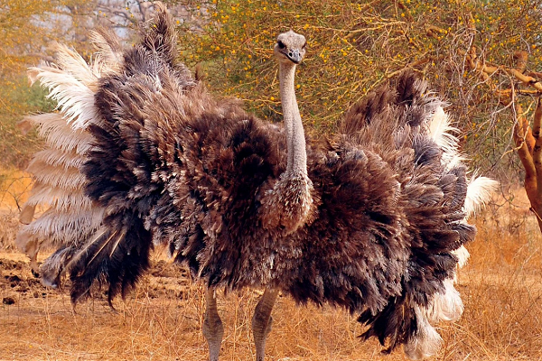 Описание африканского страуса: внешний вид и образ жизни