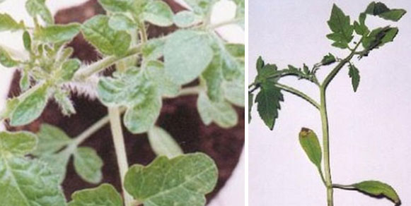 Описание болезней, вредителей рассады томатов с фото, лечение растений, профилактика