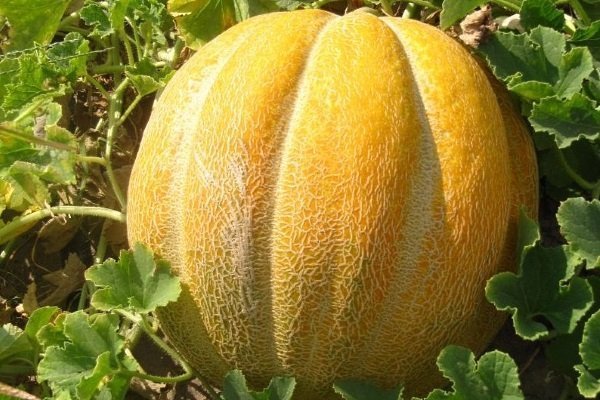 Описание эфиопской дыни: тонкости посадки и выращивания