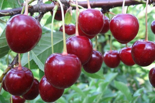Описание и главные характеристики вишни сорта Тургеневка