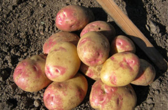 Описание и характеристика сорта картофеля Пикассо, урожайность, отзывы, фото