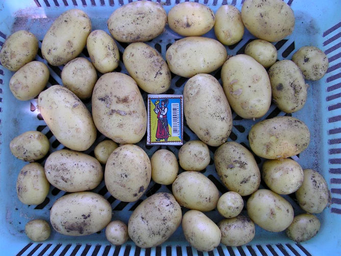 Описание и характеристика сорта картофеля Пикассо, урожайность, отзывы, фото