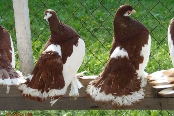 Описание и характеристика волжских ленточных голубей