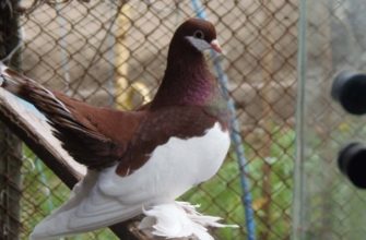 Описание и особенности Волжских ленточных голубей