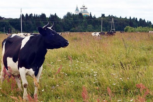Описание холмогорской породы крупного рогатого скота: особенности содержания и ухода