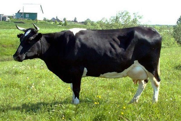 Описание коровы Холмогорской породы: особенности содержания и ухода