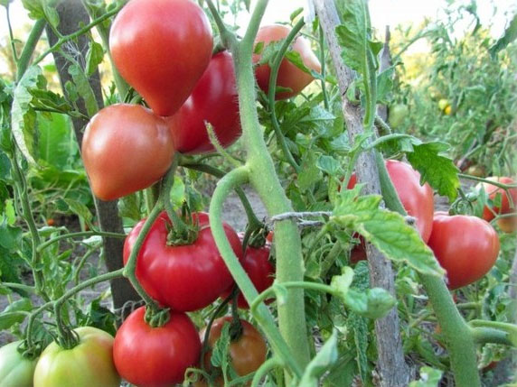 Описание сорта крупноплодных томатов Батяня - характеристика плодов, технология выращивания