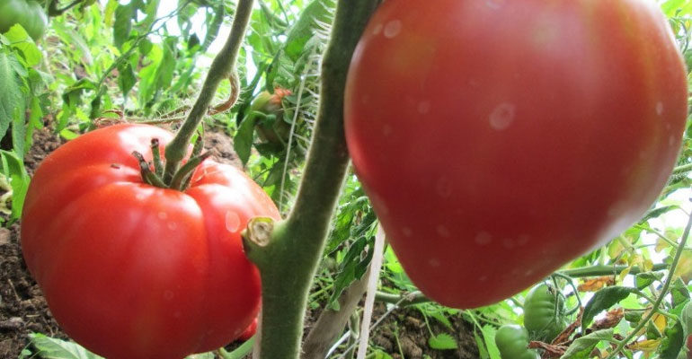 Описание крупноплодного томата сорта Батяня – характеристика плодов, технология выращивания