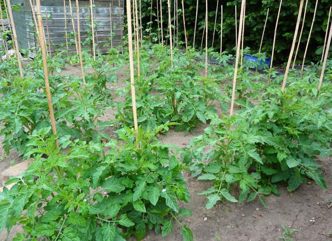 Описание сорта крупноплодных томатов Батяня - характеристика плодов, технология выращивания