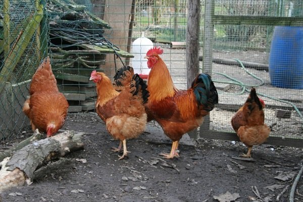 Описание цыплят Нью-Гэмпшира и их правила