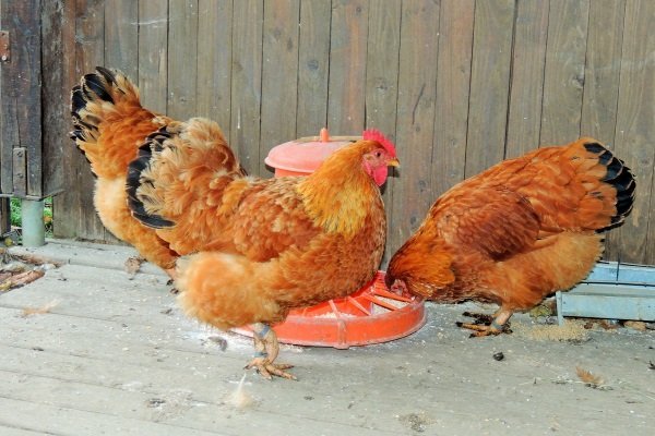 Описание цыплят Нью-Гэмпшира и их правила