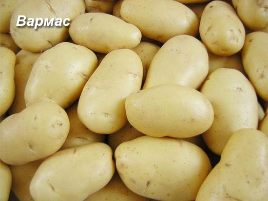 Описание лучших сортов картофеля для Средней полосы России - самого урожайного и вкусного