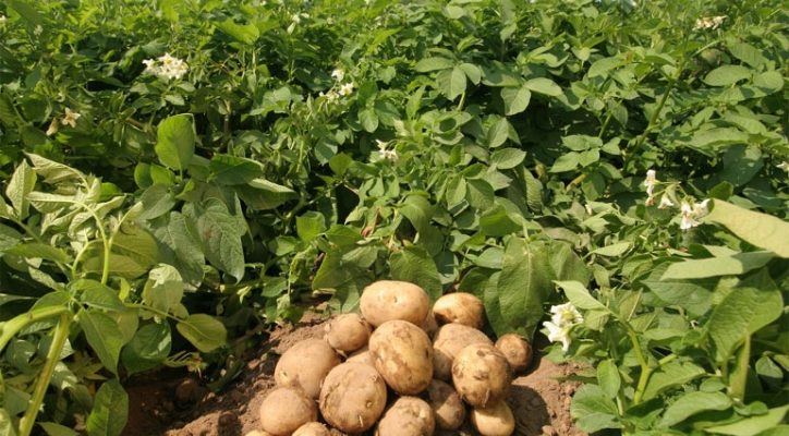 Описание лучших сортов картофеля для средней полосы России – самые урожайные и вкусные