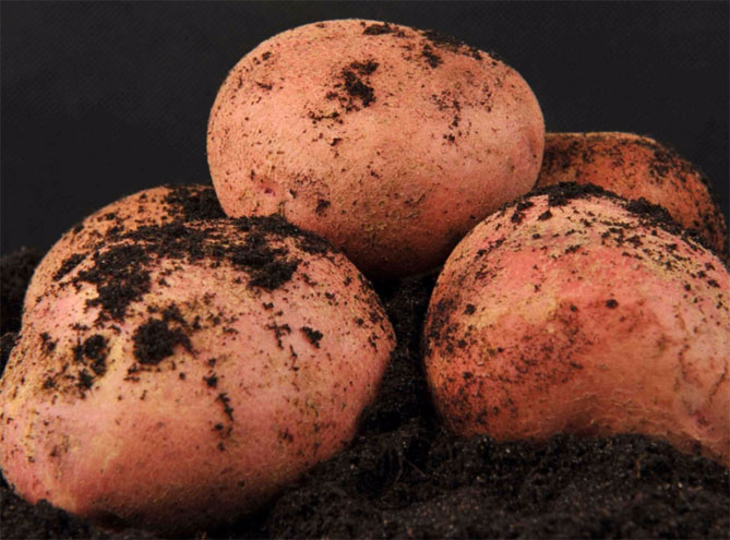 Описание лучших сортов картофеля для Средней полосы России - самого урожайного и вкусного