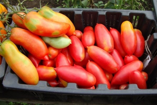 Описание, характеристика выращивания и ухода за томатами сорта «Красный банан»