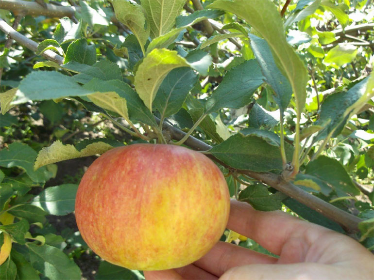Описание популярной яблони Медуница: характеристика сорта, особенности выращивания