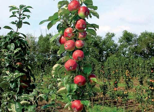 Описание популярной яблони Медуница: характеристика сорта, особенности выращивания