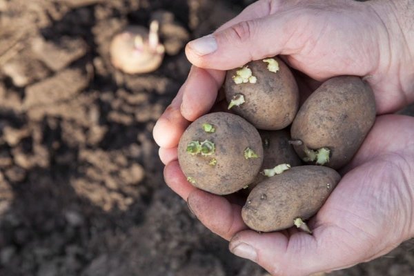 Описание посадки картофеля «под лопату»