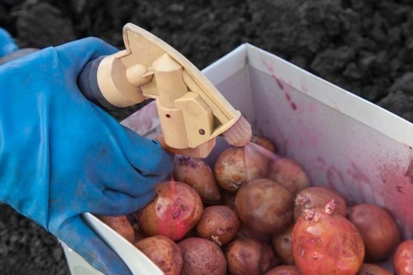 Описание посадки картофеля 