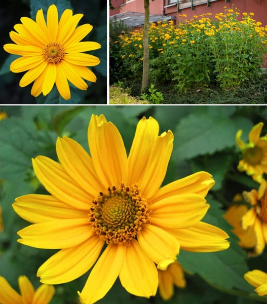 Описание многолетних садовых цветов для дачи с названиями и фото