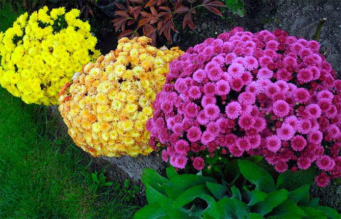 Описание многолетних садовых цветов для дачи с названиями и фото