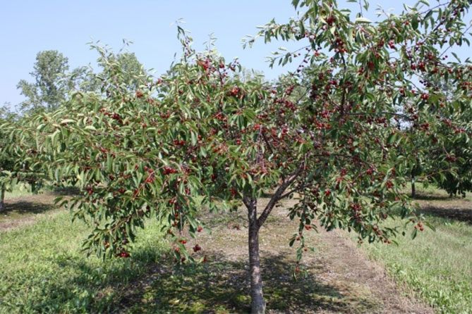 Описание сорта вишни Ипут - опылители, урожайность, отзывы и фото