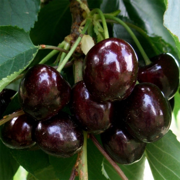 Описание сорта вишни Ипут - опылители, урожайность, отзывы и фото