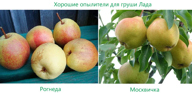 Описание сорта груш Лада: морозостойкость, урожайность, отзывы садоводов, фото