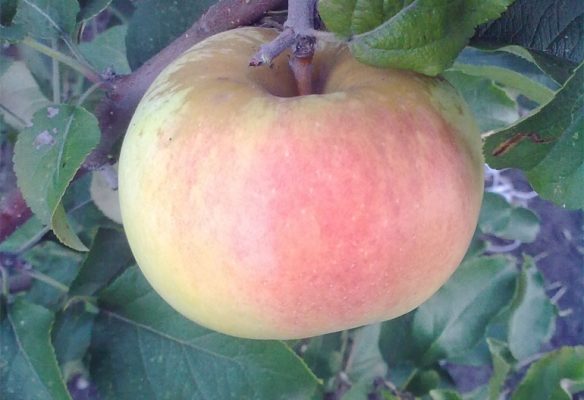 Описание сорта яблони Богатырь – морозостойкость, опылители, отзывы