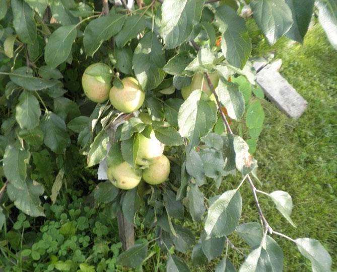 Описание сорта яблони Чудное - опылители, урожайность, морозостойкость, отзывы
