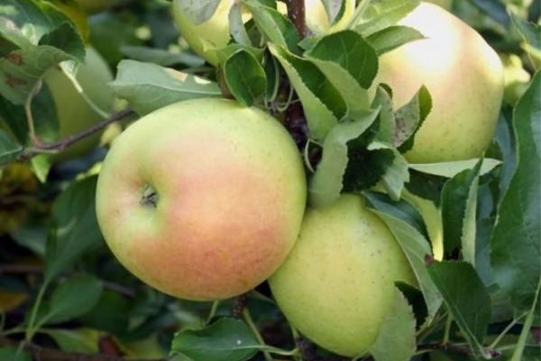 Описание сорта яблони Чудное – опылители, урожайность, морозостойкость, отзывы