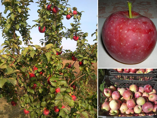 Описание сорта яблони Флорина - урожайность, характеристика яблок, фото, отзывы