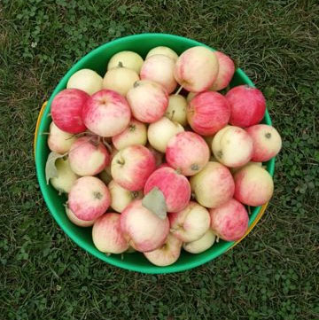 Описание сорта яблони Грушовка Московская: урожайность, морозостойкость, засухоустойчивость