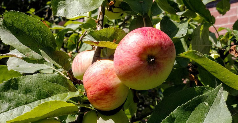 Описание сорта яблони Грушовка московская – урожайность, морозостойкость, засухоустойчивость