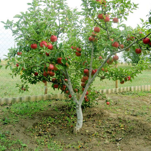 Описание сорта яблони Мельба, отзывы и фото, посадка и уход