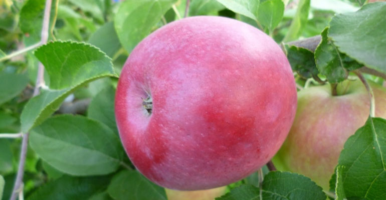 Описание сорта яблони Слава победителям – урожайность, фото, отзывы