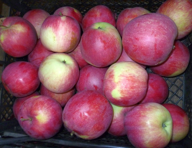 Описание сорта яблони Слава победителям: урожайность, фото, отзывы