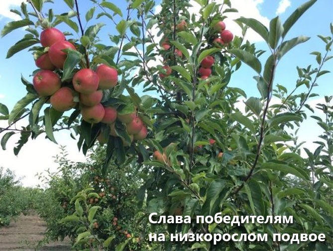 Описание сорта яблони Слава победителям: урожайность, фото, отзывы
