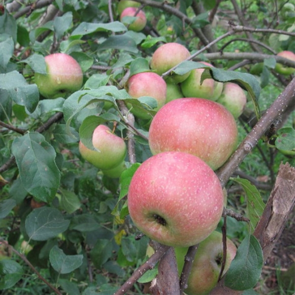 Описание сорта яблони Уэллси: урожайность, морозостойкость, фото, отзывы
